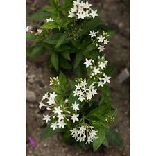 Growing tips pentas are perfect for butterfly gardens, beds, borders, baskets and containers. Graffiti White Pentas