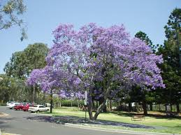 Jacaranda Tree Toowoomba Jacaranda Tree Best Places To Live