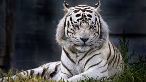 58 best gucci ghost wallpaper pictures in the best available resolution. Siberian White Tiger 4k Wallpapers Wallpaper Cave