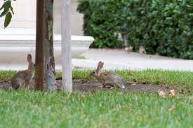 Image result for tbn:nuNU7FPK4A54yM::rvforsaleguide.com/images/bunny-resting-picture.jpg