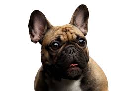 4,388 likes · 26 talking about this. Franzosische Bulldogge Rassebeschreibung Dogbible