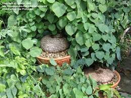 Image result for Stephania abyssinica