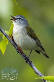 Image result for Tragiella natalensis