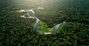 Many medical and pharmaceutical agencies run research projects in the jungle, gaining plant knowledge and experimenting with new drugs. A Guide To Visiting The Amazon Rainforest