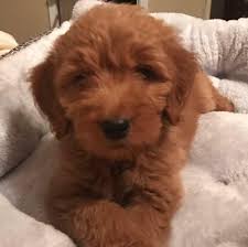 A miniature goldendoodle puppy can vary in size based on the generation of the dog. Georgia Grown Goldendoodles And Poodles Home Facebook