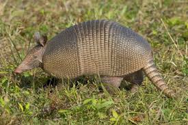 Pin On Backyard Wildlife