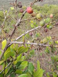 Image result for Euclea undulata