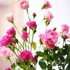 We did not find results for: 11 Beautiful Traditional Italian Flowers You Should Try Growing