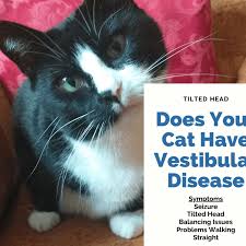 The stroke treatments that work best are available only if the stroke is recognized and diagnosed within 3 hours of the first symptoms. Symptoms And Treatment For Vestibular Disease In Cats Pethelpful By Fellow Animal Lovers And Experts