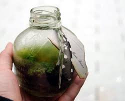 Pin On Terrariums Pretty Things In Jars