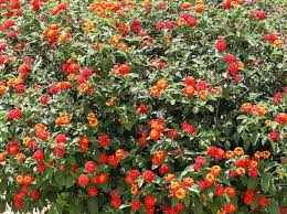 Image result for Lantana angolensis