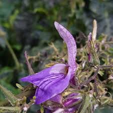 Image result for Brillantaisia owariensis