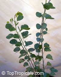 Image result for Bauhinia bowkeri