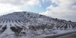 نتيجة بحث الصور عن زرزور في الثلج