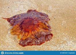 lions mane jellyfish stock image image of ocean toxic