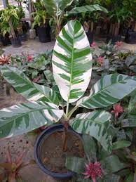We did not find results for: Look At This Amazing Variegated Banana Plant Around Us 120 Houseplants