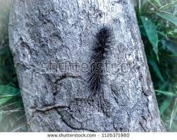 Black And White Striped Caterpillar With White Hair Black Caterpillar Worm Eupterote Tetacea With White Hair And Holding On Tree Black Caterpillar White Stock Image Black