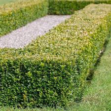 Image result for Buxus