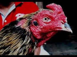 Ayam laga yang bagus harus memiliki mental dan juga tubuh yang berbobot dan ideal serta akan lebih. Kumpulan Ayam Bangkok Pakhoy Birma Spesialis Pukul K O Saraf Jiling Kuda Lari Atret Pull Brakot 25