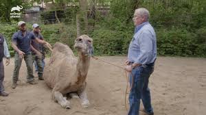 More than a century ago, the zoo helped repopulate the western plains with north american bison by breeding them at the bronx zoo before sending them. Animal Planet The Zoo Camel Down What S Wrong With Max Facebook