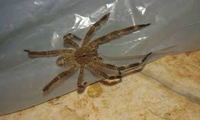 Armação de arame que sustenta a pantalha do candeeiro. Aranhas Secretaria Municipal Da Saude Prefeitura Da Cidade De Sao Paulo