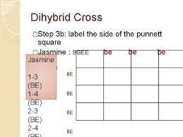 50% of the punnet square is taken by the aabb combination, and the other half is aabb. Dihybrid Cross Dihybrid Cross Aladdin And Jasmine Want