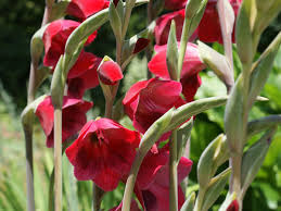 Check spelling or type a new query. Gladioli Are Among The Best Bulbs To Plant Now For Flowers Next June The Independent The Independent