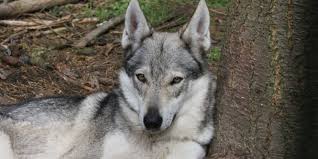 Er ähnelt durch seine statur, den gang und das fell sehr dem wolf. Tschechoslowakischer Wolfhund Twh Chwolf Org