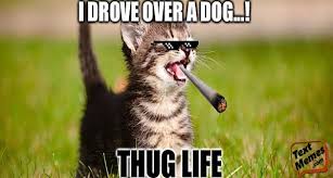 By fun on september 11, 2020 funny. 75 Funny Cat Memes Grumpy Cat Meme That Blow Your Mind