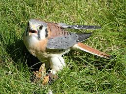 Check spelling or type a new query. Central States Fair Booth Soule Building Black Hills Raptor Center