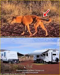 OFFICIAL HEALTH UPDATE: Children Mauled by Dingoes — Authorities Issue  Urgent Warning After Outback Attack Authorities confirm three young  children injured in the dingo attack are in stable condition and receiving  treatment,