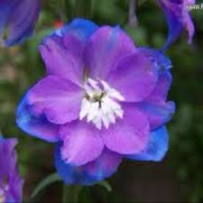 Pin By Jessica Morris Mule On My Favs Larkspur Flower Birth Flower Tattoos Delphinium Flowers