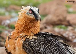 Ze zit inmiddels ruim 50km noordelijker, te zien op de gps. Lammergier Bearded Vulture Lammergeier Birdimage