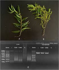 Image result for Trema sp A