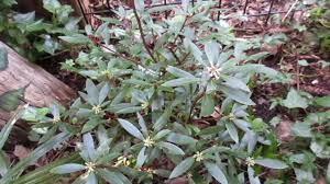 Tasmanian Pepper Berry Tree Youtube
