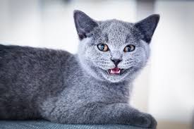 I'm curious if anyone else has seen this problem and if. 5 Signs Of Cat Dental Disease Catster