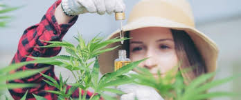 Magnesiummangel bei Cannabis erkennen und behandeln