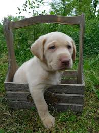 Meet Our Puppies Silver Lab Puppies Labrador Puppies For Sale Puppies