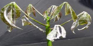 Monitoring tree health and protecting our trees, woods and forests from pests and diseases is an increasingly important part of sustainable tree and forest management. Pests And Diseases Of The Rubber Tree All India Rubber