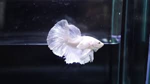 Beautiful halfmoon & halfmoon plakat dumbo ear (elephant ear) bettas for sale. Live Betta Fish Male White Platinum Dumbo Halfmoon 499 Youtube