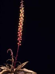 Image result for Malaxis