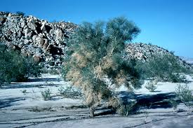 Image result for Antherothamnus