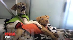 Pascal Is Out Of The Woods Kids Drowned Him In Glue But He Comes Back Animal Activism Animal Rescue Animals