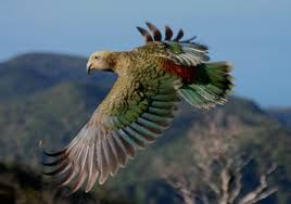 Image result for aves