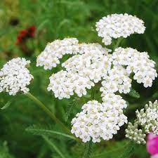 White Yarrow Seeds Achillea Millefolium In 2020 Achillea Yarrow Flower Yarrow Plant