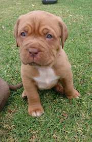Learn how to find houses for sale near you. English Mastiff Pitbull Mix Puppies For Sale Petsidi