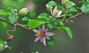 Image result for Maytenus undata