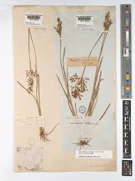 Image result for Fimbristylis complanata