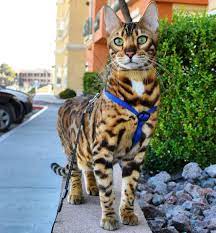 Pin On Brown Bengal Cats