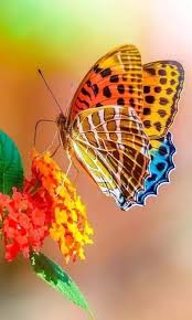 With this picture, you are sure to rock and groove and chill to the beats. Sitting Pretty Wildlife Photos Pictures Nature Beautiful Butterflies Butterfly Pictures Most Beautiful Butterfly